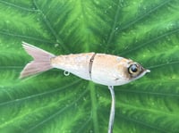 Image 3 of SPEEDBAITS Custom Airbrushed Glide Bait 3301