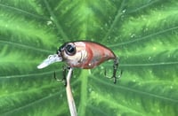 Image 1 of SPEEDBAITS Custom Airbrushed Crankbait BFS 3487