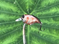 Image 6 of SPEEDBAITS Custom Airbrushed Crankbait BFS 3487
