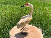 Image 1 of Sandhill Crane Figurine