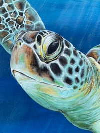 Image 5 of Green SeaTurtle