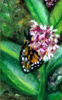 Image 1 of "Milkweed Visitor"