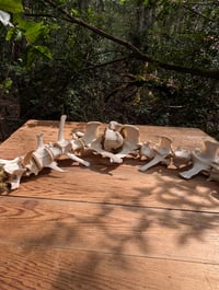 Image 3 of Vertebrae Garland / mossy (short)