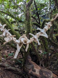 Image 4 of Vertebrae Garland / mossy (short)