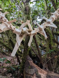 Image 5 of Vertebrae Garland / mossy (short)