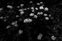 Image 1 of Flower Garden 