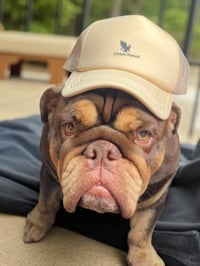 Image 4 of “Nude Logo” Chapa Nyeusi trucker hat 