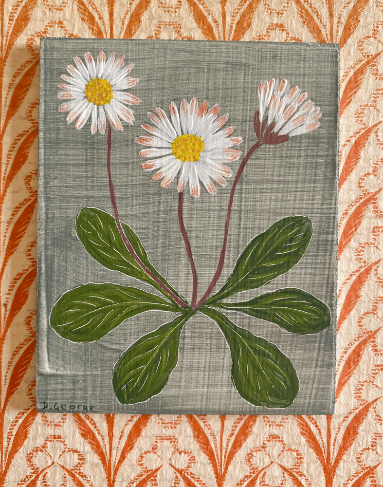 Image of Small study of Daisies