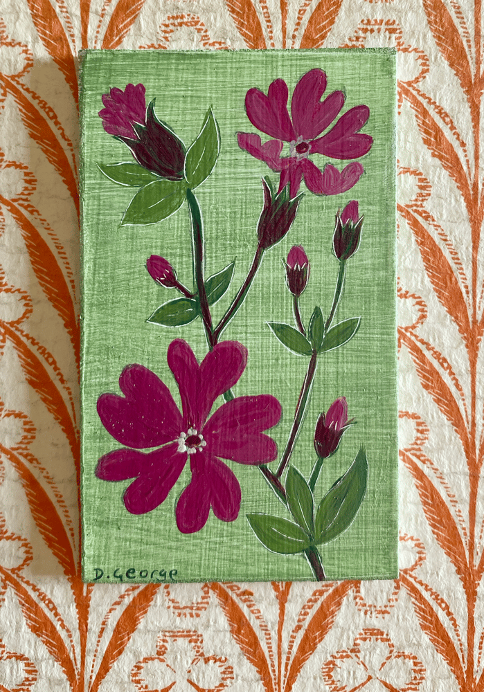 Image of Tiny Red Campion study