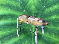 Image 7 of SPEEDBAITS Custom Airbrushed  RAT Wakebait 