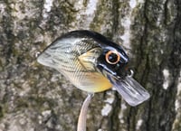 Image 7 of SPEEDBAITS Custom Airbrushed S-CRANK 1.5 Squarebill Crankbait  6948