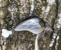 Image 9 of SPEEDBAITS Custom Airbrushed S-CRANK 1.5 Squarebill Crankbait  6948