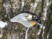 Image 10 of SPEEDBAITS Custom Airbrushed S-CRANK 1.5 Squarebill Crankbait  6948