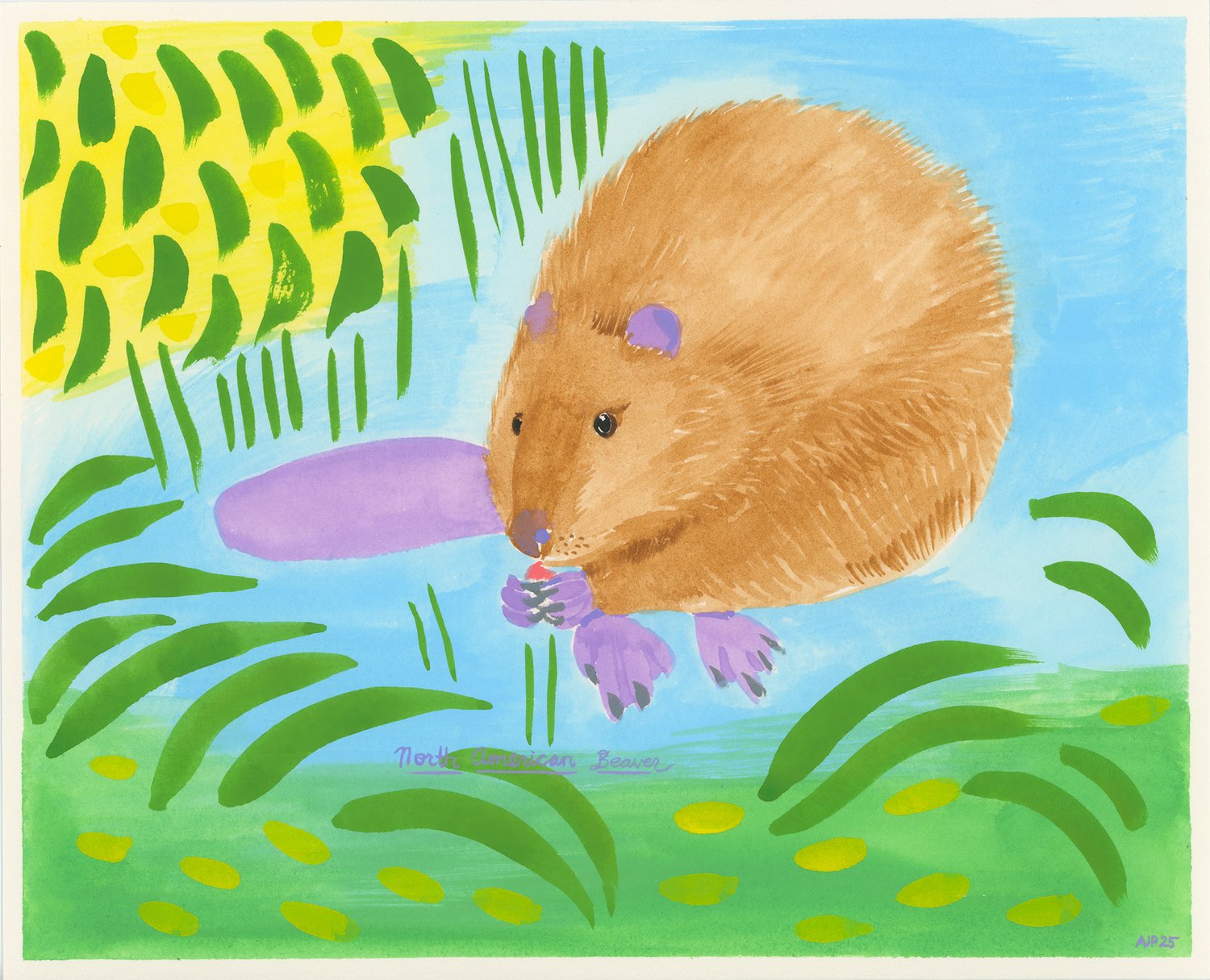 North American Beaver