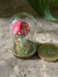 Image 5 of Mintaure Magic fly agaric mushroom in a glass dome 