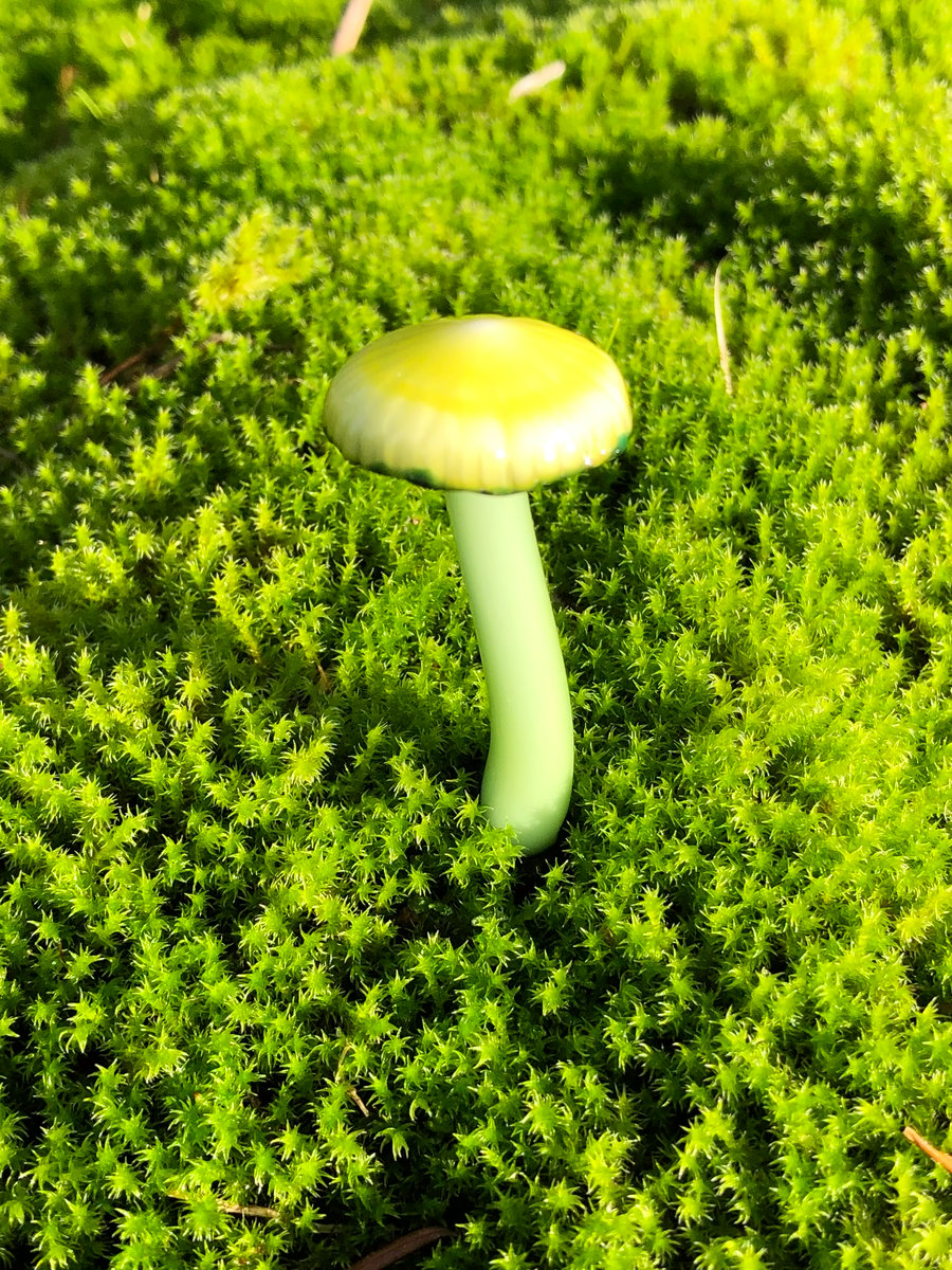 Image of Yellow Capped Mushroom Plant Spike