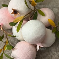Image 2 of Blushing White Pomegranate