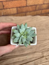 Image 2 of Ghost Plant in Small Bird Pot