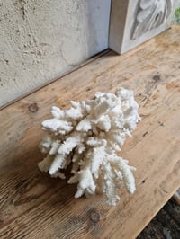 Image 2 of Le Corail blanc 