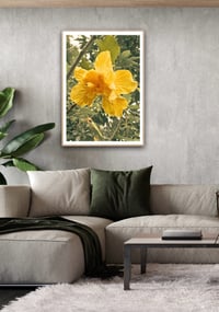 Image 1 of Hibiscus yellow