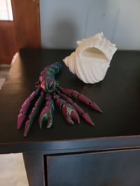 Image 2 of Hermit Crab