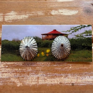 Image of Hawaiian Opihi shell post earrings