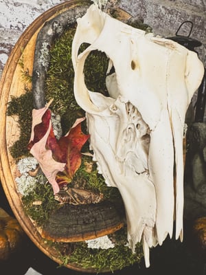 Image of Deer Skull Mount