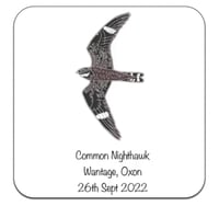 Image 3 of Common Nighthawk - No.136 - UK Birding Series