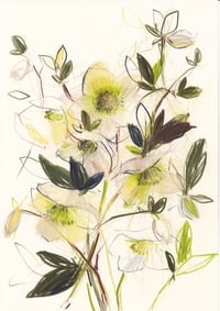 Hellebore study no. 8