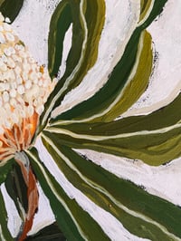 Image 4 of banksia 