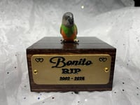 Image 7 of Handmade Custom Engraved Senegal Parrot To Your Photos Bird Urn Figurine Pet Portrait Memorial