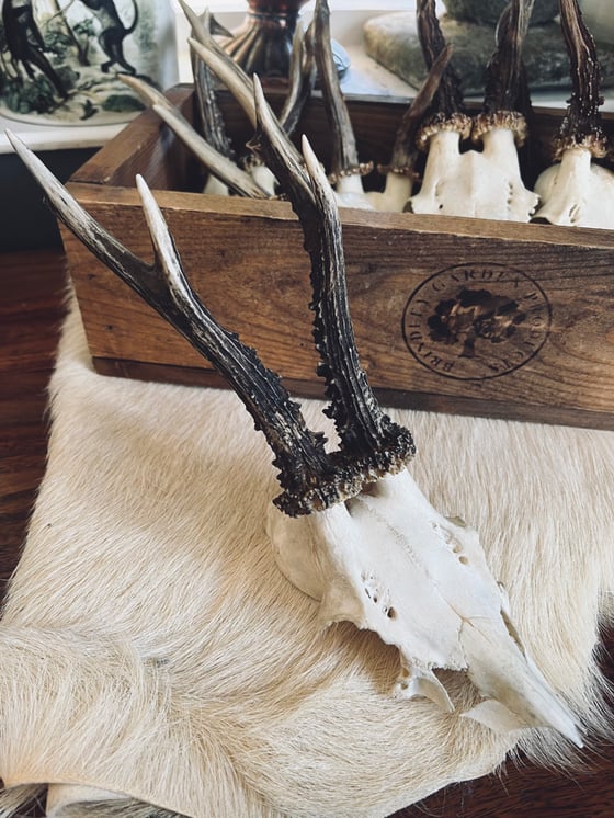 Image of Vintage Roebuck Antlers 