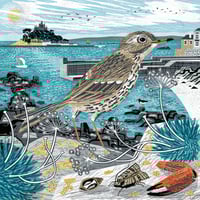 Image 2 of Marazion Rock Pipit Small Print