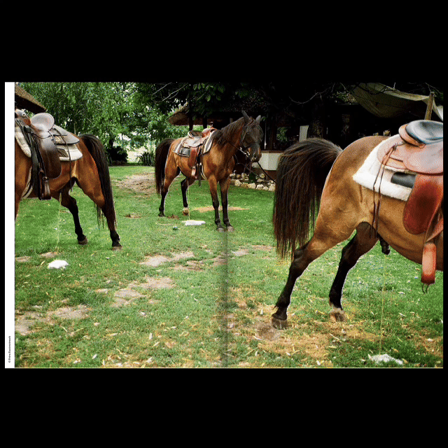 Image of THE ANIMAL ISSUE NO. 7