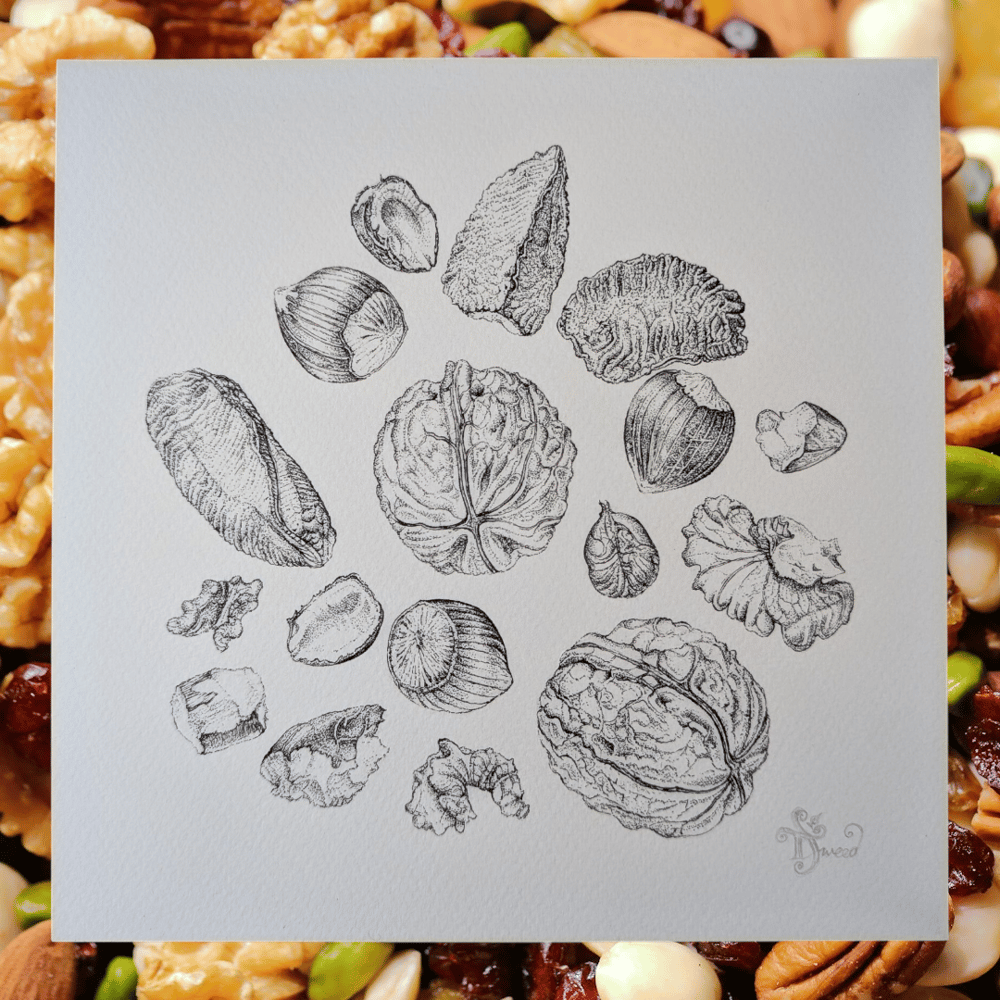Image of Nuts Square Print - (from an original in ink)