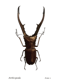 Image 1 of Arthropoda