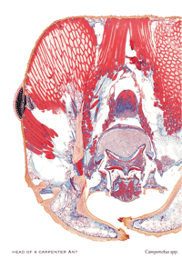 Image 3 of Arthropoda