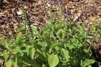 Image 4 of Daily Generosi-Tea