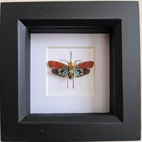 Framed - Saiva Planthopper