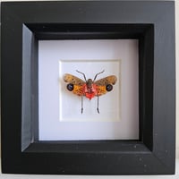 Framed - Mini Atomaria Lanternfly