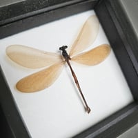 Image 2 of Framed - Vestalis Melania Damselfly