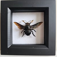 Framed - Tropical Carpenter Bee (Male)