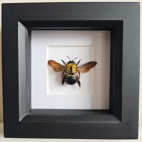 Framed - Golden Carpenter Bee II