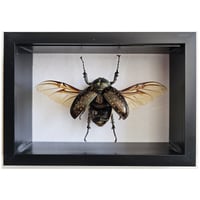 Image 1 of Deep Framed - Long-Armed Scarab Beetle (Female)