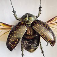 Image 2 of Deep Framed - Long-Armed Scarab Beetle (Female)