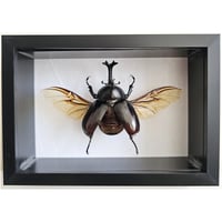 Image 1 of Deep Framed - Vietnam Rhino Beetle