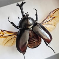 Image 2 of Deep Framed - Vietnam Rhino Beetle