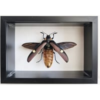 Image 1 of Deep Framed - Purple Giant Wood-Boring Beetle