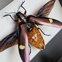 Image 2 of Deep Framed - Purple Giant Wood-Boring Beetle