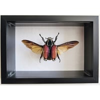 Image 1 of Deep Framed - Giant African Flower Beetle II